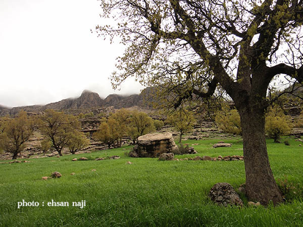 روستای گزستان غرق در بوی علف